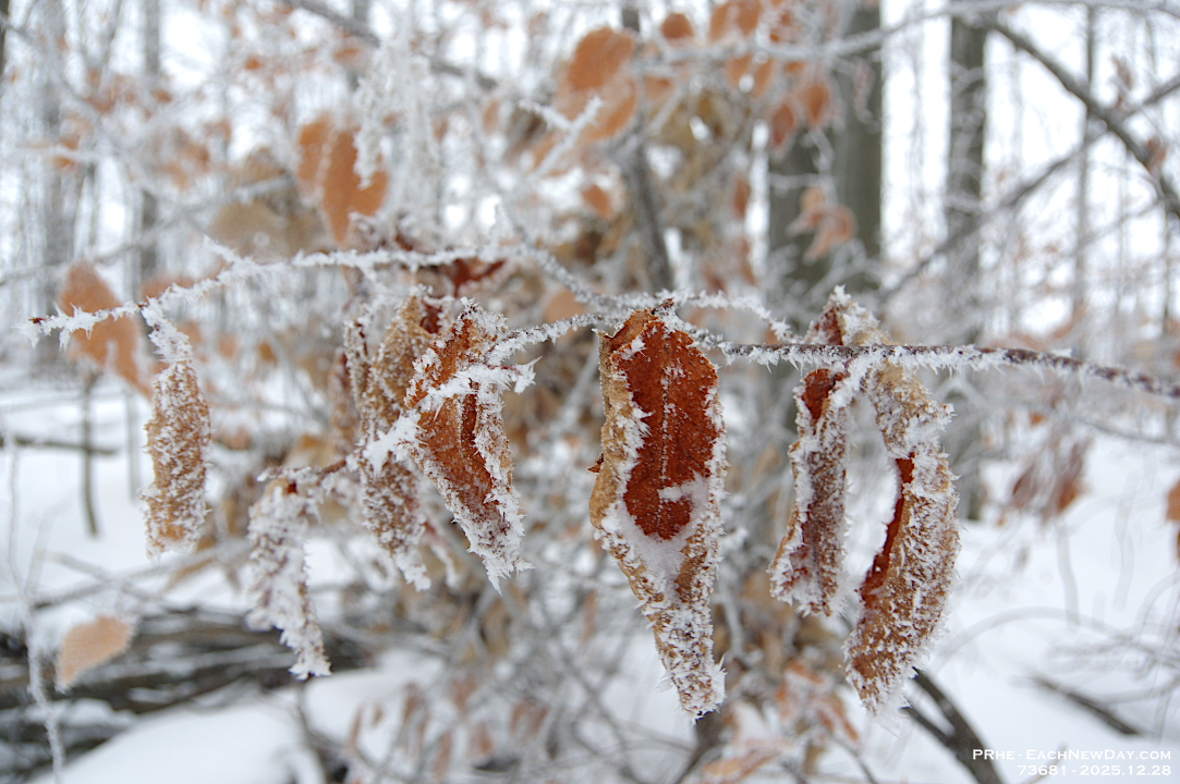 73681LeUsm - Enjoying the hoar frost and freezing rain